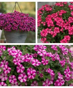 Roots Plants Busy Lizzies 12 Best Annuals For Hanging Baskets | Pink & Purple Shades | Jumbo Plug Plants