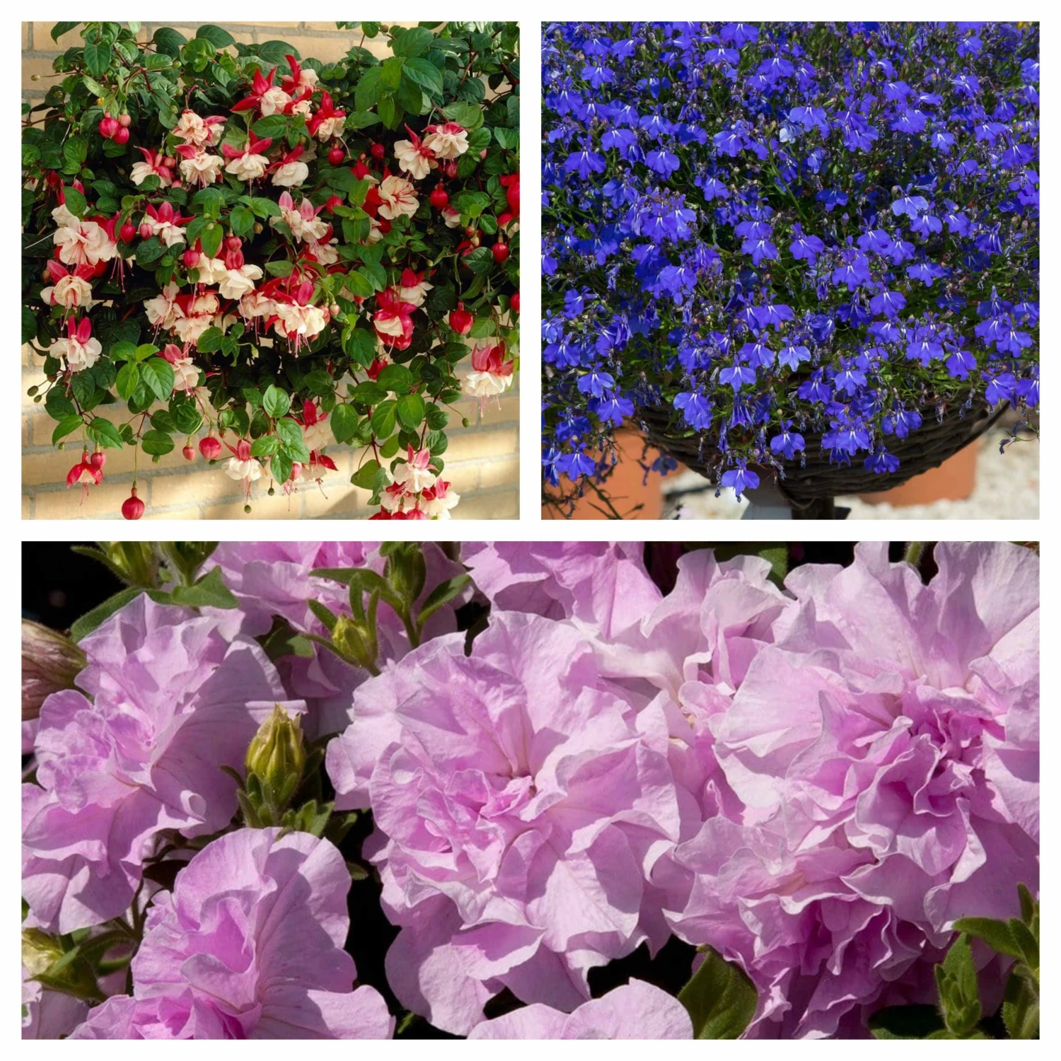 Roots Plants Petunias 12 Best Trailing Annuals For Hanging Baskets | Jumbo Plug Plants Roots Plants Petunias 12 Best Trailing Annuals For Hanging Baskets | Jumbo Plug Plants