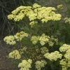 Roots Plants Achillea 'Sunny Seduction' | 10.5cm Pot