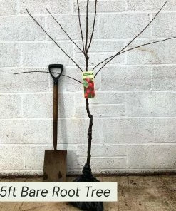 Roots Plants Fruits Victoria Plum Tree