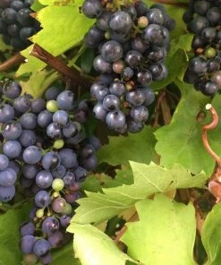 Roots Plants Fruits 90cm 'Black Hamburgh' Indoor Grape Vine | 3L Pot