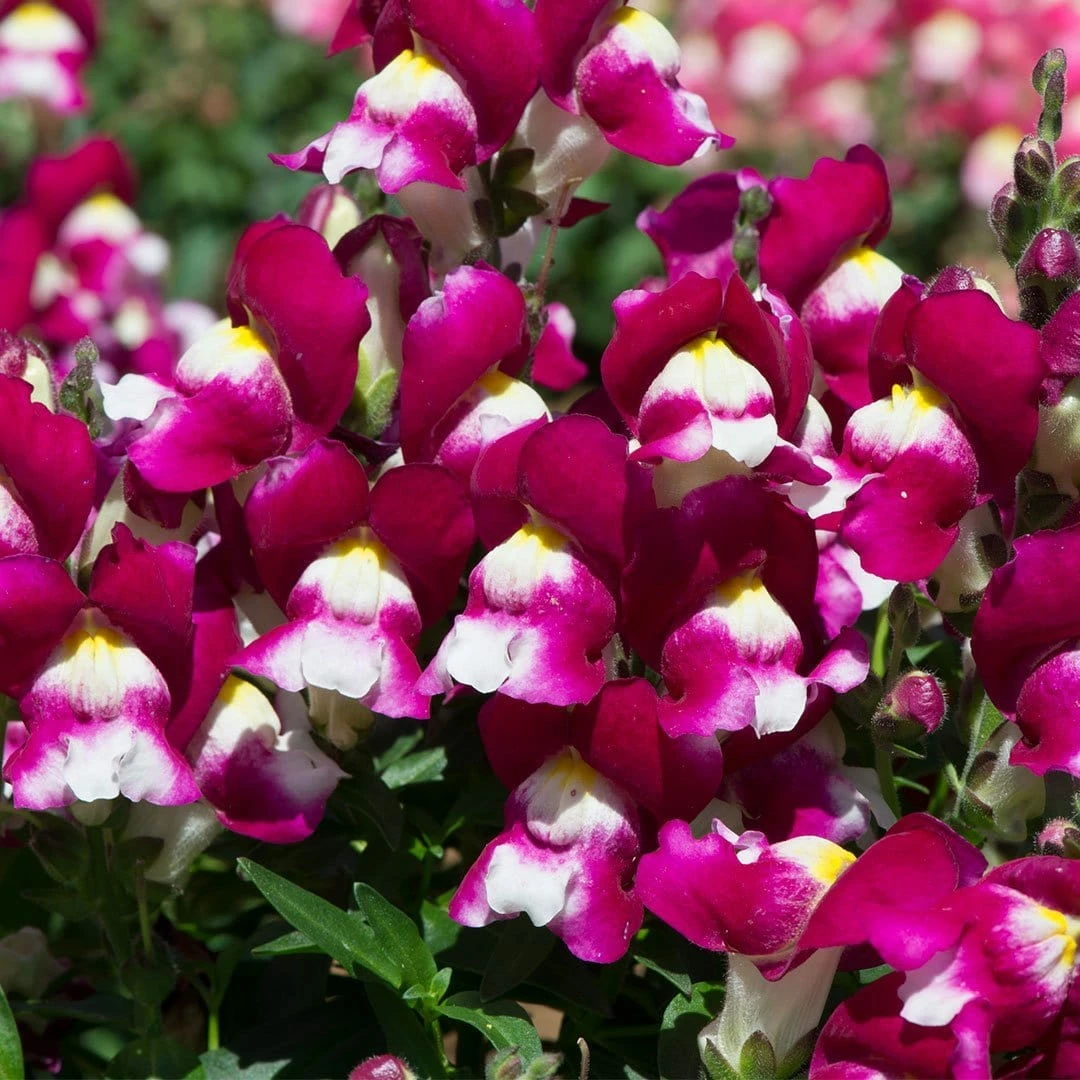 Roots Plants 40 Antirrhinum 'Burgundy Bicolour' Plug Plants | Appeal F1 Series | Snapdragons Roots Plants 40 Antirrhinum 'Burgundy Bicolour' Plug Plants | Appeal F1 Series | Snapdragons