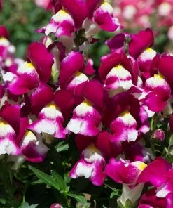 Roots Plants 120 Best Annuals For Flower Beds Collection | Sunny Shades | Plug Plants 5 Roots Plants 120 Best Annuals For Flower Beds Collection | Sunny Shades | Plug Plants