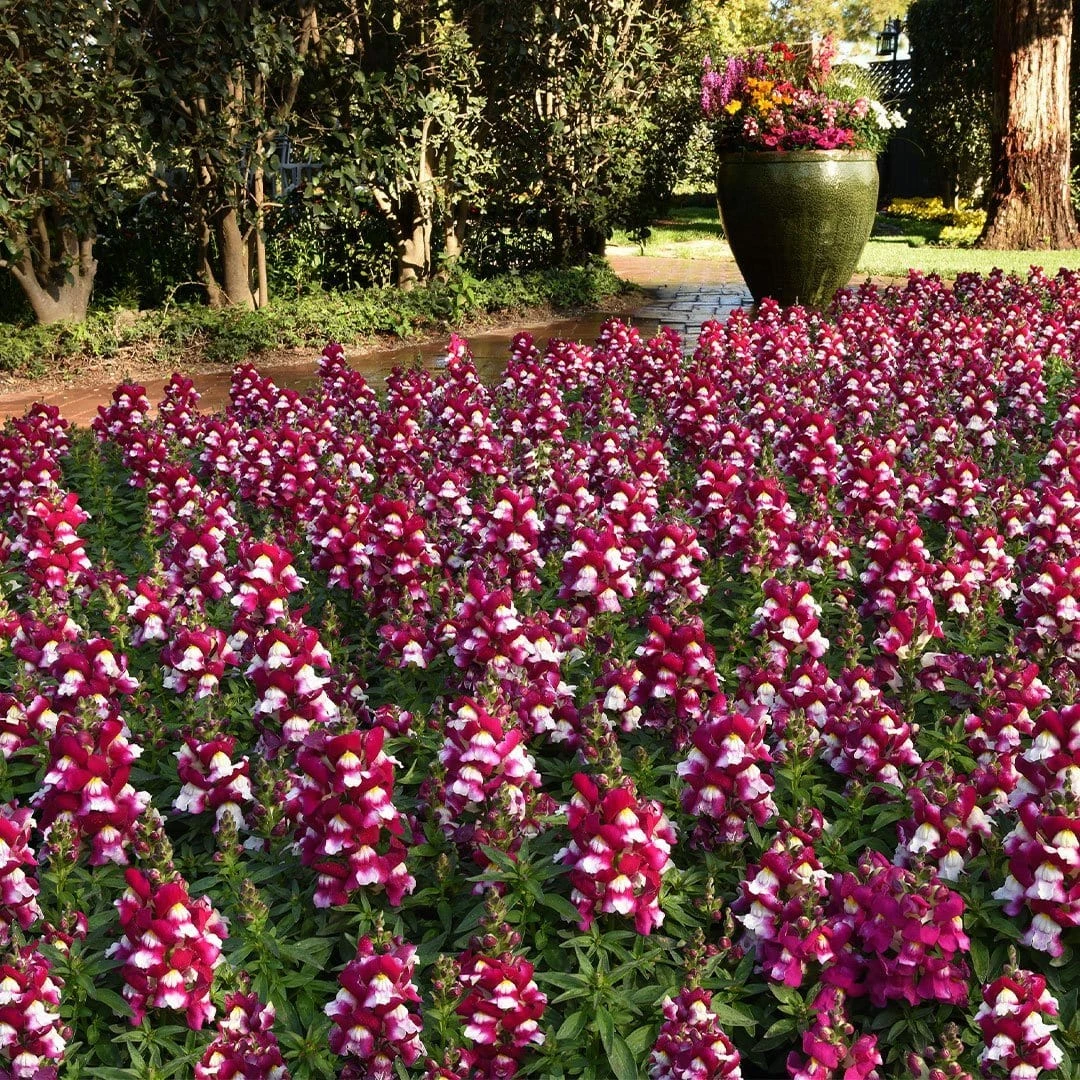 Roots Plants 40 Antirrhinum 'Burgundy Bicolour' Plug Plants | Appeal F1 Series | Snapdragons Roots Plants 40 Antirrhinum 'Burgundy Bicolour' Plug Plants | Appeal F1 Series | Snapdragons