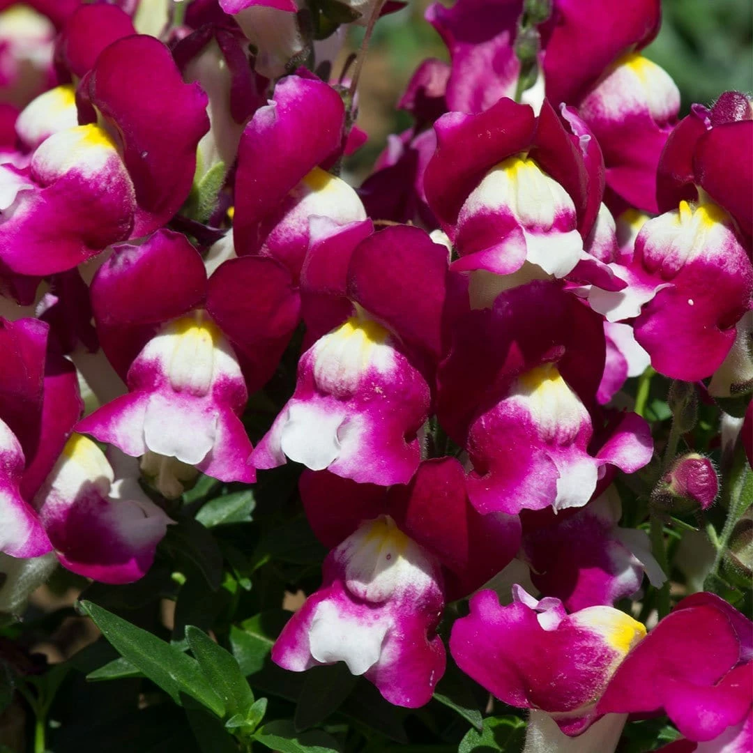 Roots Plants 40 Antirrhinum 'Burgundy Bicolour' Plug Plants | Appeal F1 Series | Snapdragons Roots Plants 40 Antirrhinum 'Burgundy Bicolour' Plug Plants | Appeal F1 Series | Snapdragons