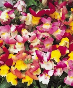 Roots Plants 40 Mixed Antirrhinum Plug Plants | Appeal F1 Series | Snapdragons