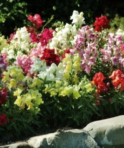 Roots Plants 40 Mixed Antirrhinum Plug Plants | Appeal F1 Series | Snapdragons