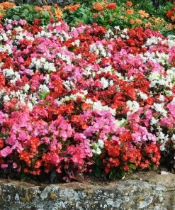 Roots Plants 120 Best Annuals For Flower Beds Collection | Sunny Shades | Plug Plants