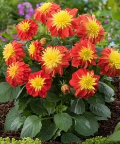 Roots Plants Dahlias 12 Annuals For Pots | The Waterloo Sunset Collection | Petunia, Dahlia & Begonia