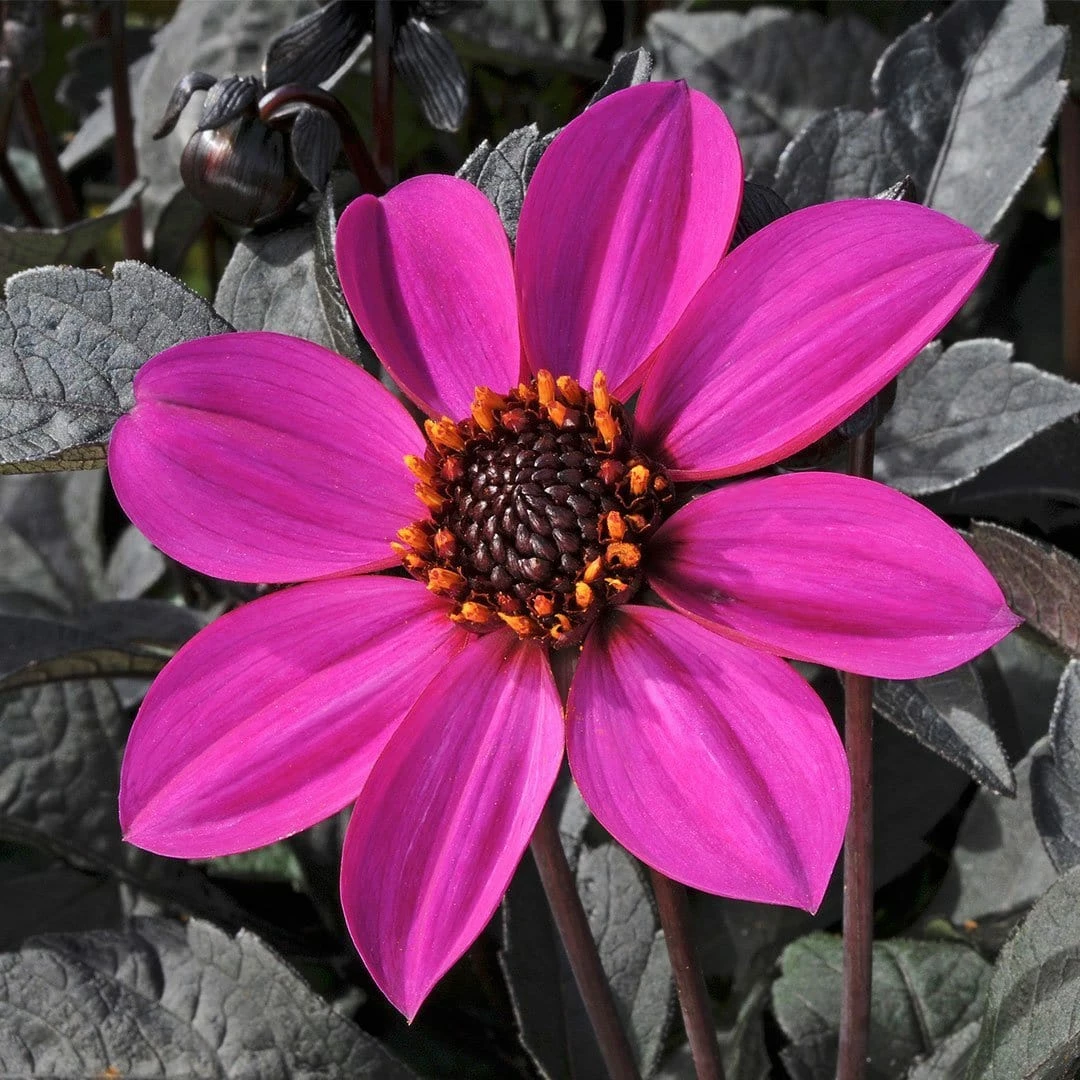 Roots Plants Dahlia Happy Days 'Purple' Jumbo Plug Plants Roots Plants Dahlia Happy Days 'Purple' Jumbo Plug Plants