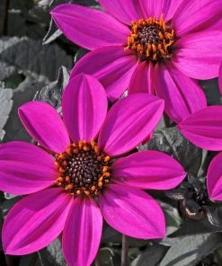 Roots Plants Dahlia Happy Days 'Purple' Jumbo Plug Plants 4 Roots Plants Dahlia Happy Days 'Purple' Jumbo Plug Plants