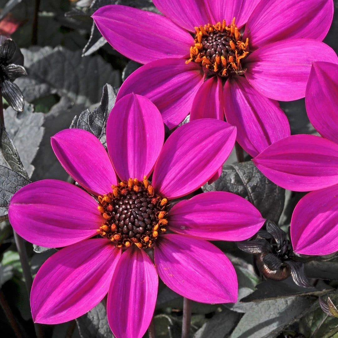 Roots Plants Dahlia Happy Days 'Purple' Jumbo Plug Plants Roots Plants Dahlia Happy Days 'Purple' Jumbo Plug Plants