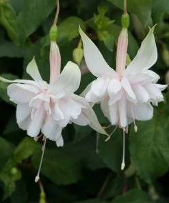 Roots Plants Fuchsia Southern Belle 'Pink Marshmallow' Jumbo Plug Plants Fuchsias