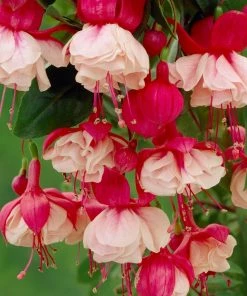 Roots Plants Petunias 12 Best Trailing Annuals For Hanging Baskets | Jumbo Plug Plants 4 Roots Plants Petunias 12 Best Trailing Annuals For Hanging Baskets | Jumbo Plug Plants