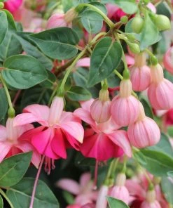 Roots Plants Hardy Fuchsia 'Garden News' | Jumbo Plug Plants Fuchsias