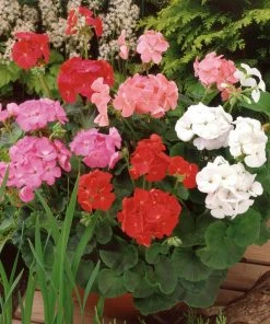 Roots Plants 120 Best Annuals For Flower Beds Collection | Sunny Shades | Plug Plants 4 Roots Plants 120 Best Annuals For Flower Beds Collection | Sunny Shades | Plug Plants