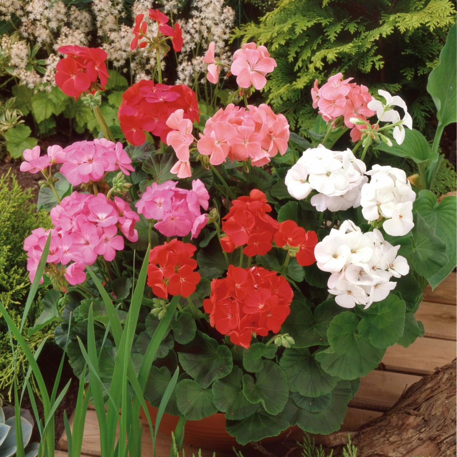 Roots Plants 120 Best Annuals For Flower Beds Collection | Sunny Shades | Plug Plants Roots Plants 120 Best Annuals For Flower Beds Collection | Sunny Shades | Plug Plants