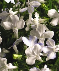 Roots Plants All Annual Bedding Lobelia Waterfall 'White Sparkle' Jumbo Plug Plants