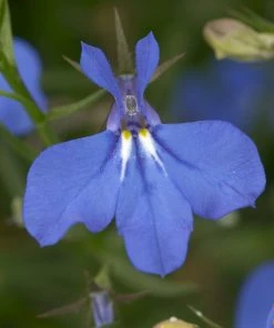 Roots Plants Petunias 12 Best Trailing Annuals For Hanging Baskets | Jumbo Plug Plants 5 Roots Plants Petunias 12 Best Trailing Annuals For Hanging Baskets | Jumbo Plug Plants