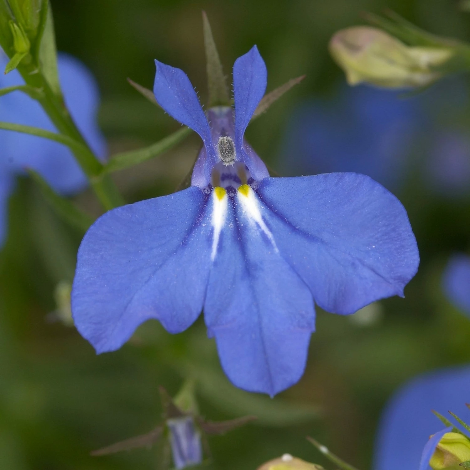 Roots Plants Petunias 12 Best Trailing Annuals For Hanging Baskets | Jumbo Plug Plants Roots Plants Petunias 12 Best Trailing Annuals For Hanging Baskets | Jumbo Plug Plants
