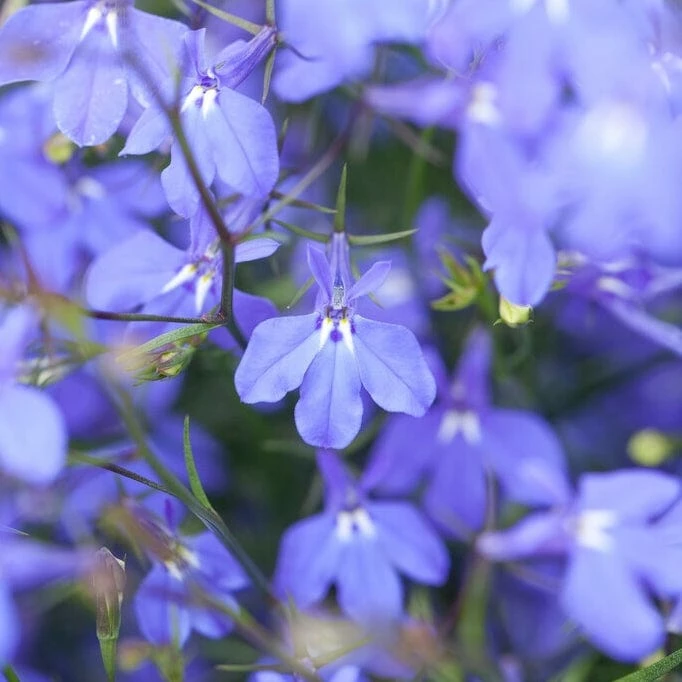 Roots Plants Stand With Ukraine Basket Roots Plants Stand With Ukraine Basket