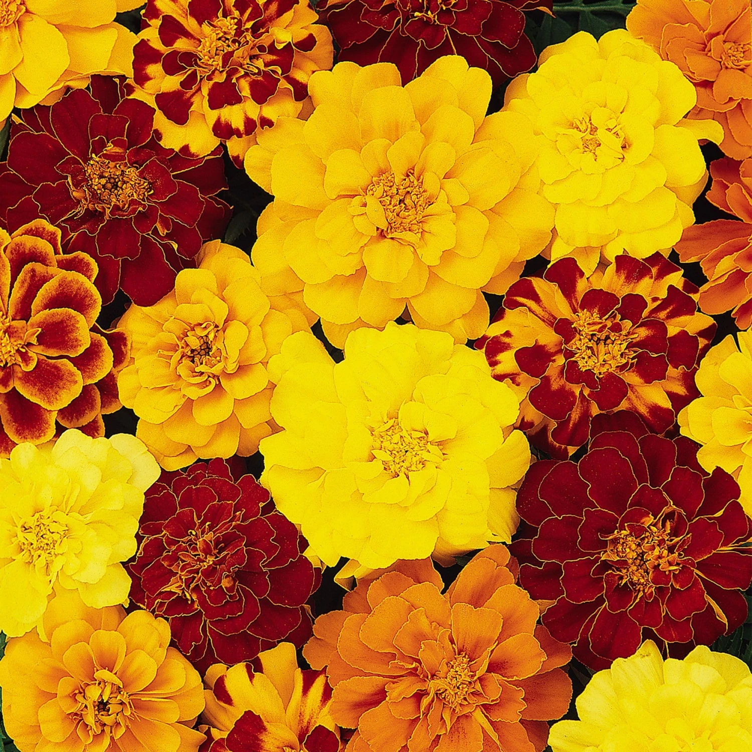 Roots Plants All Annual Bedding 40 Mixed Marigold 'French Fancy' Plug Plants Roots Plants All Annual Bedding 40 Mixed Marigold 'French Fancy' Plug Plants