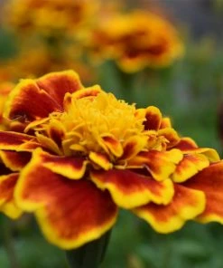 Roots Plants All Annual Bedding 40 Mixed Marigold 'French Fancy' Plug Plants 4 Roots Plants All Annual Bedding 40 Mixed Marigold 'French Fancy' Plug Plants