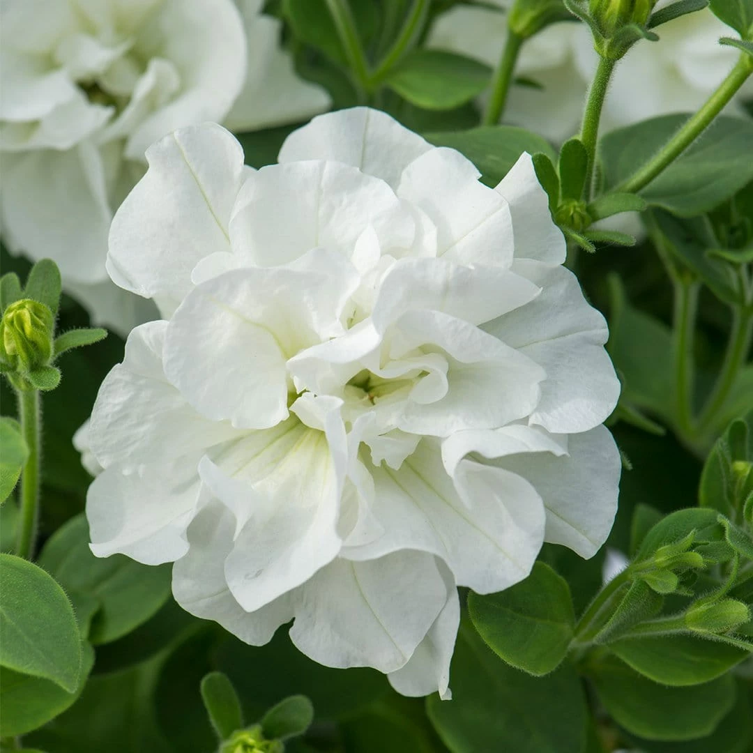 Roots Plants Petunia Tumbelina 'Dianna' Jumbo Plug Plants Roots Plants Petunia Tumbelina 'Dianna' Jumbo Plug Plants