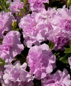 Roots Plants Petunia Tumbelina 'Raphaella' Jumbo Plug Plants Petunias