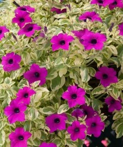 Roots Plants Petunias Petunia Surfinia 'Purple Variegated' Jumbo Plug Plants 4 Roots Plants Petunias Petunia Surfinia 'Purple Variegated' Jumbo Plug Plants