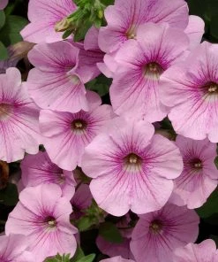 Roots Plants Petunia Surfinia 'Sweet Pink' Jumbo Plug Plants Petunias