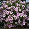 Roots Plants Petunia Surfinia 'Sweet Pink' Jumbo Plug Plants Petunias