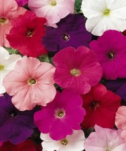 Roots Plants 40 Mixed Petunia 'Frenzy' Plug Plants