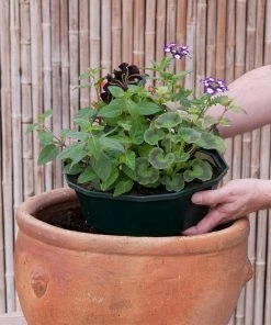 Roots Plants Effortless Chic' | Instant Designer Hanging Basket 5 Roots Plants Effortless Chic' | Instant Designer Hanging Basket