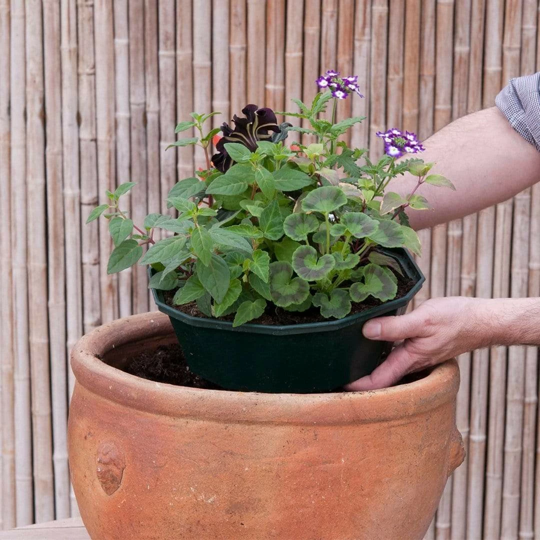 Roots Plants Effortless Chic' | Instant Designer Hanging Basket Roots Plants Effortless Chic' | Instant Designer Hanging Basket