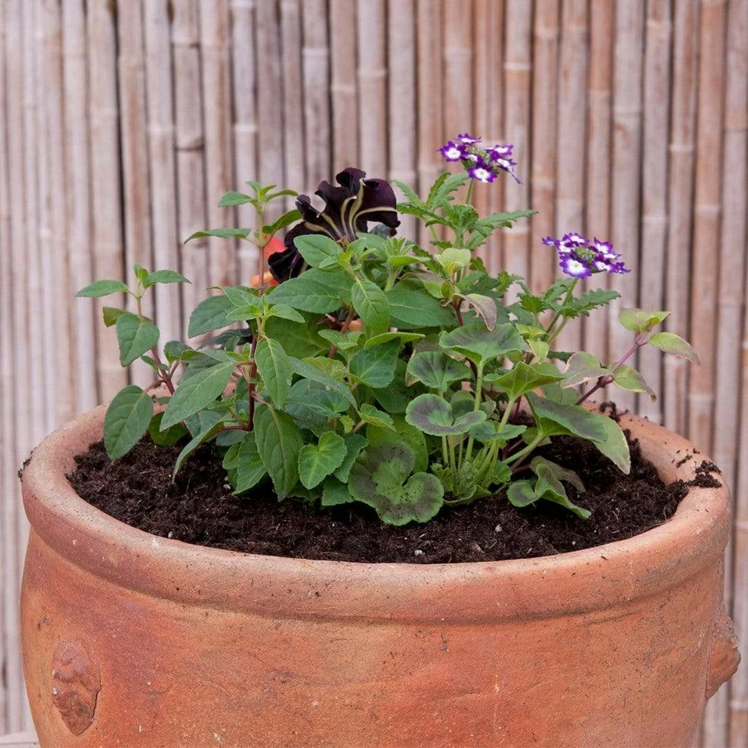 Roots Plants Effortless Chic' | Instant Designer Hanging Basket Roots Plants Effortless Chic' | Instant Designer Hanging Basket