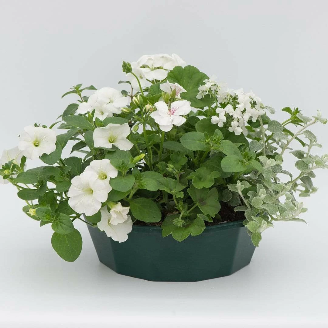 Roots Plants Effortless Chic' | Instant Designer Hanging Basket Roots Plants Effortless Chic' | Instant Designer Hanging Basket