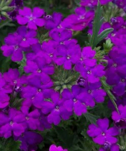 Roots Plants Verbena 'Enchantment Purple' Jumbo Plug Plants Verbenas