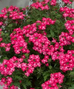 Roots Plants Verbena 'Enchantment Coral' Jumbo Plug Plants