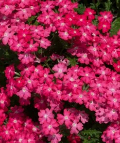 Roots Plants Busy Lizzies 12 Best Annuals For Hanging Baskets | Pink & Purple Shades | Jumbo Plug Plants