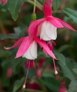 Roots Plants Hardy Fuchsia 'Alice Hoffman' Jumbo Plug Plants Fuchsias