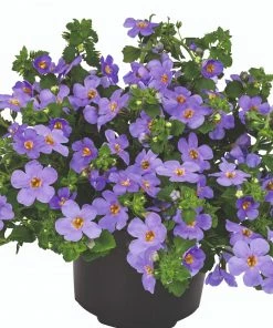 Roots Plants Bacopa 'Megacopa Blue' Jumbo Plug Plants