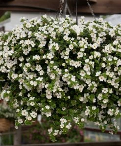 Roots Plants Bacopa 'Megacopa White' Jumbo Plug Plants