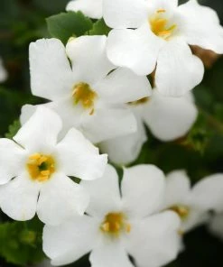 Roots Plants 12 Annuals For Hanging Baskets | The Blissful Shade Collection | Begonia, Bacopa & Fuchsia