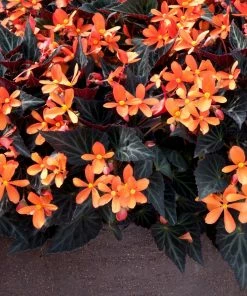 Roots Plants 12 Best Annuals For Hanging Baskets | Sunny Shades | Jumbo Plug Plants Calibrachoas