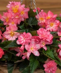Roots Plants 12 Annuals For Hanging Baskets | The Blissful Shade Collection | Begonia, Bacopa & Fuchsia