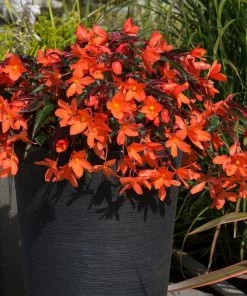 Roots Plants Begonias Begonia 'Rivulet Orange' Jumbo Plug Plants