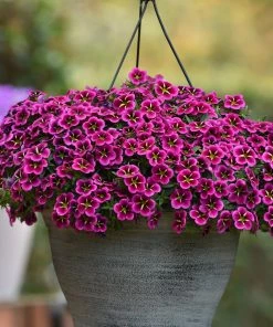 Roots Plants Calibrachoa Cabaret® 'Good Night Kiss' Jumbo Plug Plants Calibrachoas