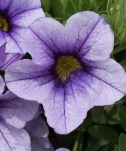 Roots Plants Calibrachoa Can-Can 'Blueberry Punch' Jumbo Plug Plants Calibrachoas