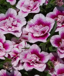 Roots Plants Calibrachoa Can-Can 'Double Pinktastic' Jumbo Plug Plants